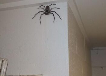 Във весекидневната на мъж живее гигантския паяк рак