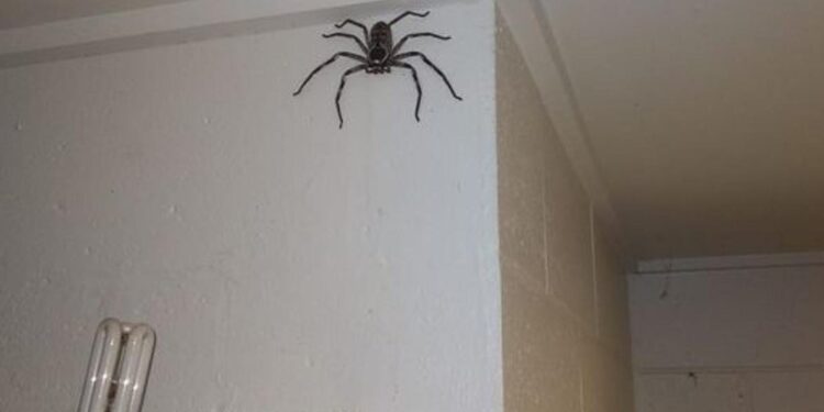 Във весекидневната на мъж живее гигантския паяк рак Във весекидневната на мъж живее гигантския паяк рак