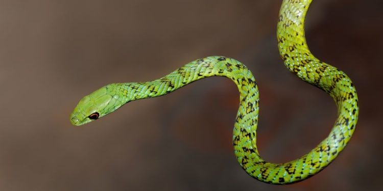 Годината на Зелената дървена змия: какво ни очаква през 2025 г