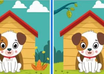 Покажете своята интелигентност, като намерите 5 разлики в тази картинка