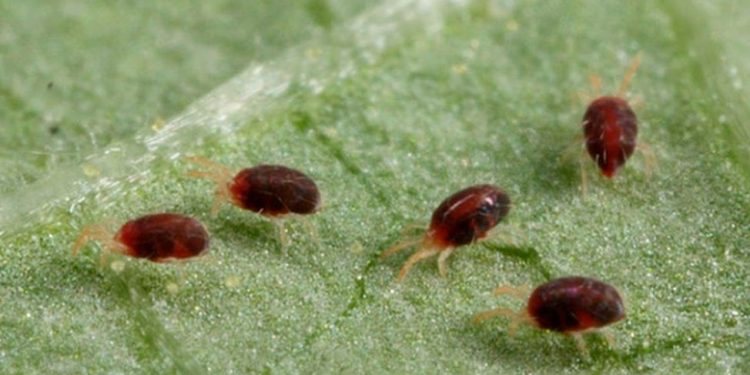 Полезни средства, с които ще се отървете от паякообразните акари по растенията