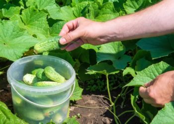 ТОП разтвор за краставици, с който ще пожънете огромна реколта