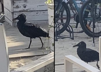 Варненци и туристи в ступор, след като на плажа за първи път се появи чисто черен гларус