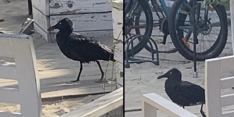 Варненци и туристи в ступор, след като на плажа за първи път се появи чисто черен гларус