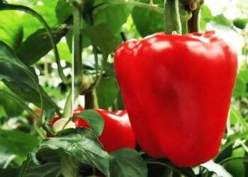 Ето какви грижи трябва да положите за червените чушки, за да имате добра реколта