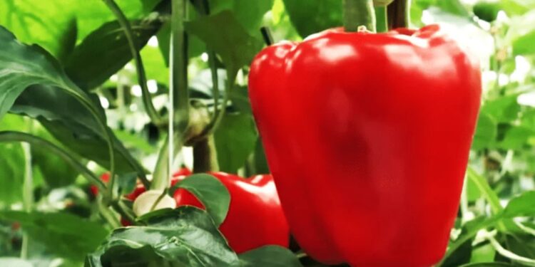 Ето какви грижи трябва да положите за червените чушки, за да имате добра реколта