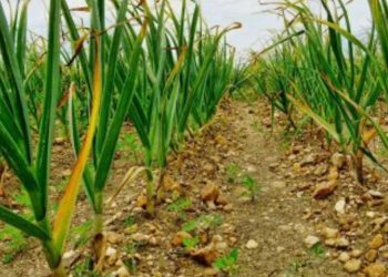 Какво трябва да направите, когато листата на чесъна пожълтяват: три лека, които ще помогнат