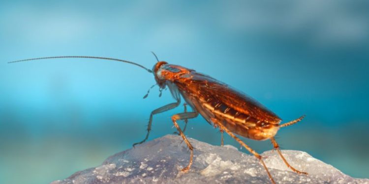 Защо хлебарките се появяват в чист дом: 7 основни причини