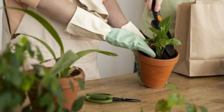 Как да разберем, че е необходимо да сменим почвата в саксията на стайно растение: не всеки цветар знае за това Как да разберем, че е необходимо да сменим почвата в саксията на стайно растение: не всеки цветар знае за това