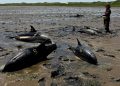Регистрирано е масово засядане на делфини. Това никога не се е случвало в историята Регистрирано е масово засядане на делфини. Това никога не се е случвало в историята
