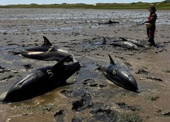 Регистрирано е масово засядане на делфини. Това никога не се е случвало в историята