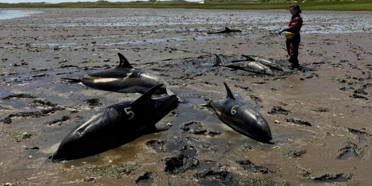 Регистрирано е масово засядане на делфини. Това никога не се е случвало в историята