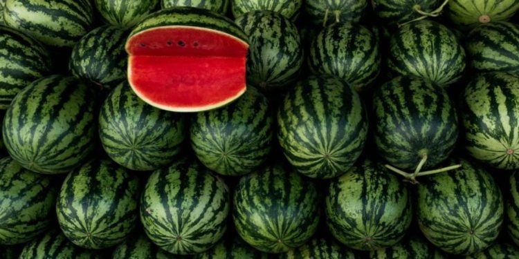 Как да изберем зряла и сладка диня: не само почукването ще помогне