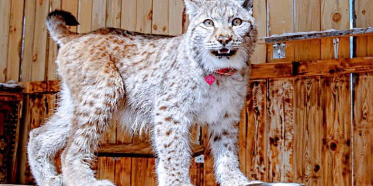 Пенсионерка сбърка див рис с куче и го взе в дома си Пенсионерка сбърка див рис с куче и го взе в дома си