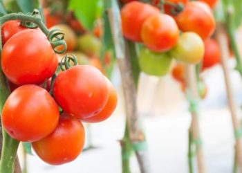 Доматите ще са повече от всякога: ето с какво да ги полеете