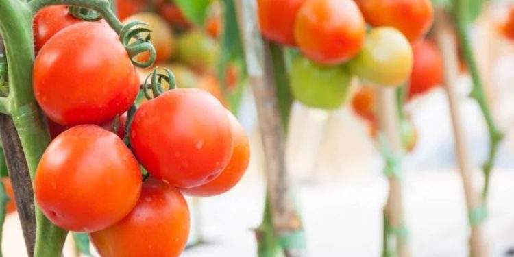 Доматите ще са повече от всякога: ето с какво да ги полеете