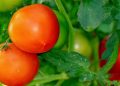 Ето как да предпазите доматите от горещините