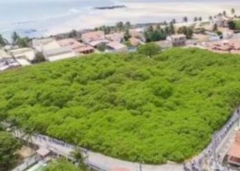 Мащабът е потресаващ: най-широкото дърво в света, което заема площ от 8800 квадратни метра