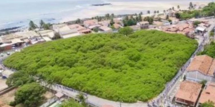 Мащабът е потресаващ: най-широкото дърво в света, което заема площ от 8800 квадратни метра