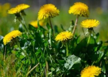 Защо не трябва да изкоренявате глухарчетата – ползи за здравето