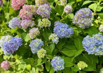 Топ 3 грешки, които допускат начинаещите градинари