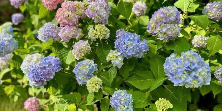 Топ 3 грешки, които допускат начинаещите градинари