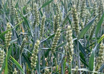 Хороскоп за 4 юли за всички знаци на зодиака