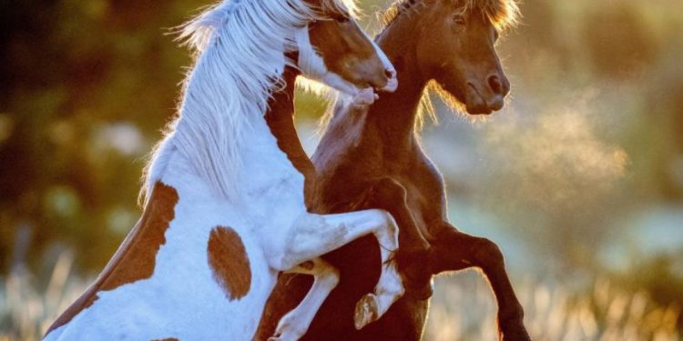 Намериха 2 красиви кобили с отнет живот в Разлог