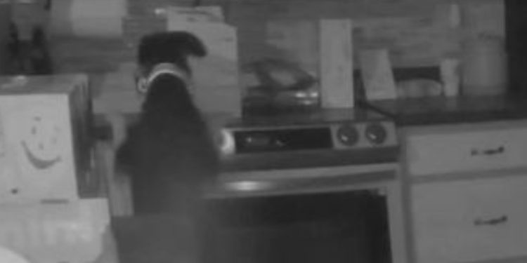 Куче запали газовия котлон и подпали дома на стопаните си Куче запали газовия котлон и подпали дома на стопаните си