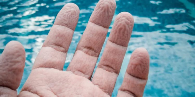 Вече се знае защо крайниците ни се набръчкват, след като сме били повече време във вода Вече се знае защо крайниците ни се набръчкват, след като сме били повече време във вода