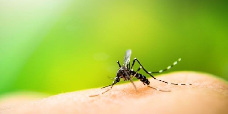 Как да си направим домашен репелент против комари: тайната на един блогър