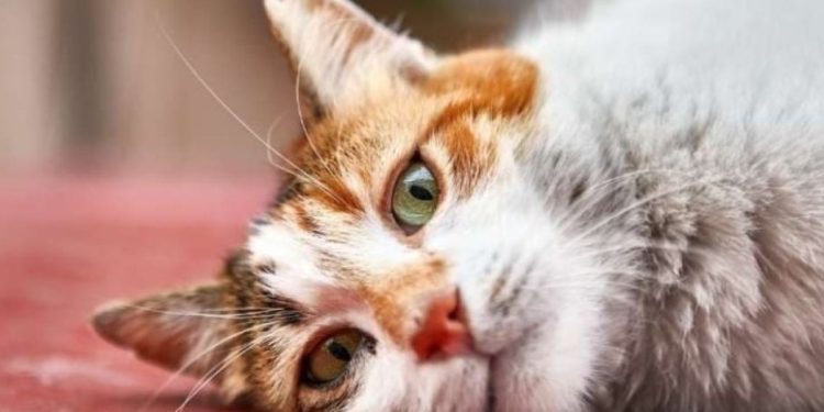 6 причини, поради които според учените трябва да си вземете котка