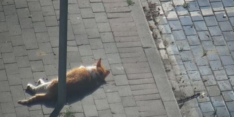 В Полша извикаха полиция заради котка, която била заспала на улицата