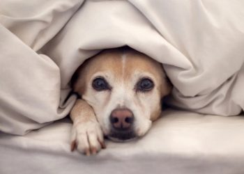 Защо кучетата обичат да стоят под одеяло: инстинкт или каприз?