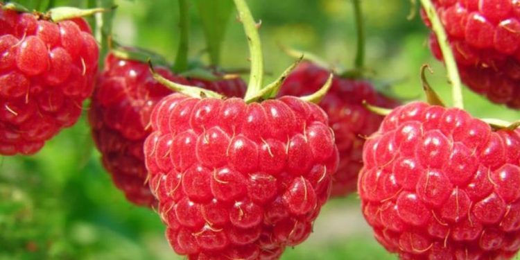 Трябва ли да миете малините преди ядене?