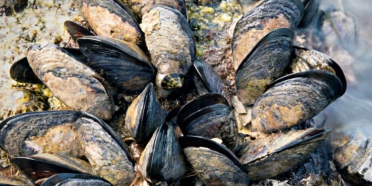 Учените предупреждават за голяма опасност криеща се в любимите на мнозина миди и стриди