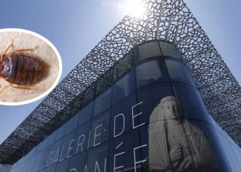 Най-големият музей в Марсилия е частично затворен поради нашествие от дървеници