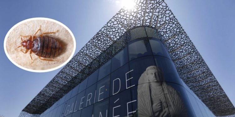 Най-големият музей в Марсилия е частично затворен поради нашествие от дървеници Най-големият музей в Марсилия е частично затворен поради нашествие от дървеници