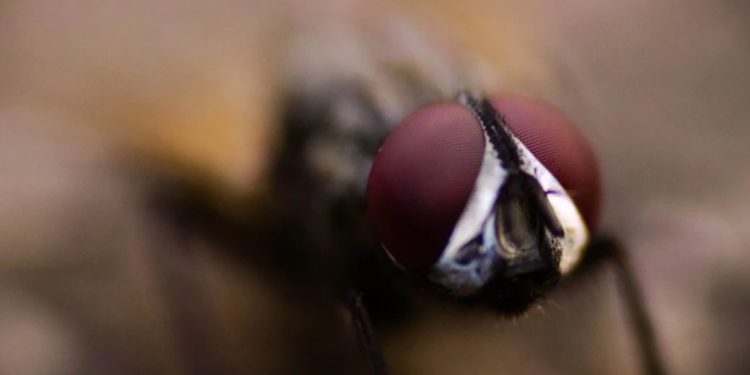 Сложете тези 3 растения у дома си и прогоните досадните мухи веднъж завинаги Сложете тези 3 растения у дома си и прогоните досадните мухи веднъж завинаги