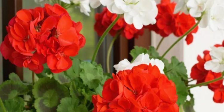 Каква е причината, поради която мушкатото не цъфти?