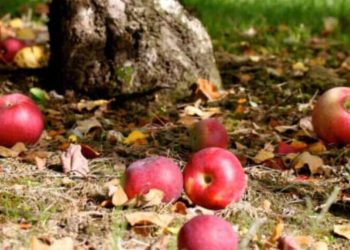 Защо незрелите ябълки падат масово през лятото: основните причини и как да спасим реколтата