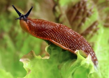 За всички градинари: лесен лайфхак, с който ще се отървете от охлювите във вашата градина, без да използвате пестициди