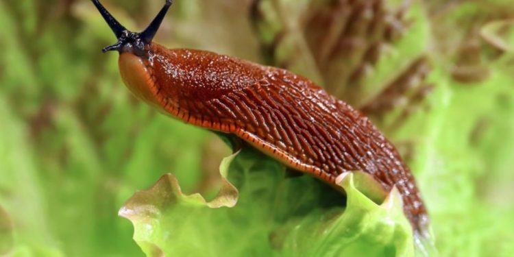 За всички градинари: лесен лайфхак, с който ще се отървете от охлювите във вашата градина, без да използвате пестициди