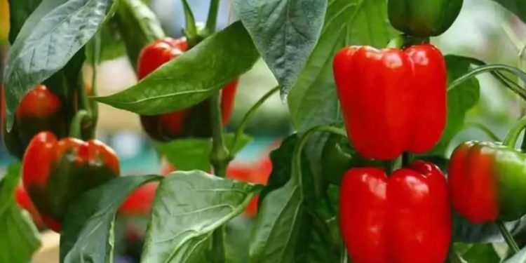 Опитни градинари казаха поради какви причини пиперът няма да „роди“