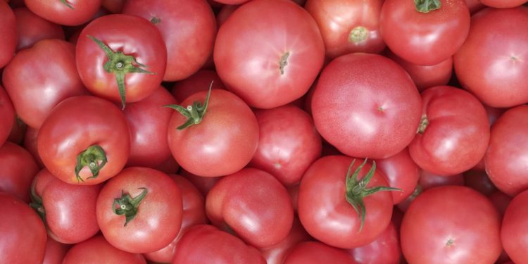 Нашенец смая всички в мрежата с неговите розови домати (Снимка)