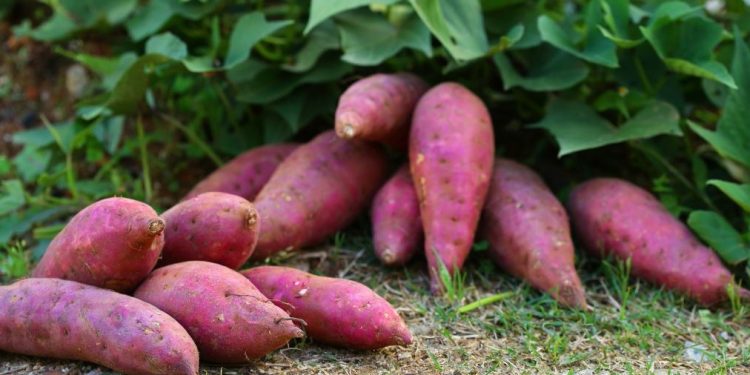Как да отглеждаме сладки картофи: трик от градинар
