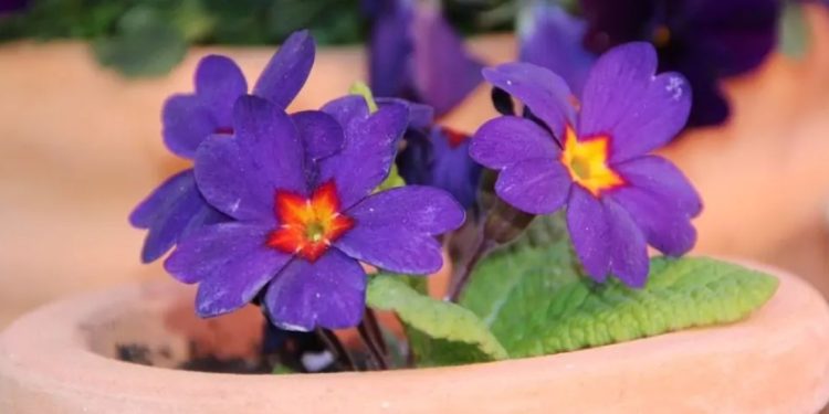 За всички, които обичат това цвете: ето защо не можете да отглеждате теменужки у дома