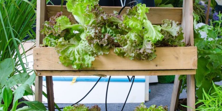 Те просто не ги ядат: 4 зеленчука, устойчиви на охлюви Те просто не ги ядат: 4 зеленчука, устойчиви на охлюви