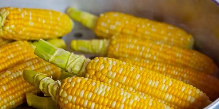 Една щипка е достатъчна: какво да добавите към водата при варене на царевица – тайната на мекотата и сочността