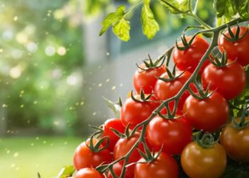 Доматите ще станат червени много бързо: необичаен начин за ускоряване на узряването с помощта на ябълки